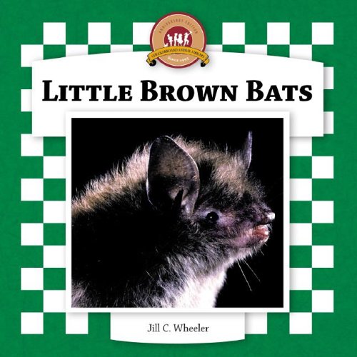 Little brown bats