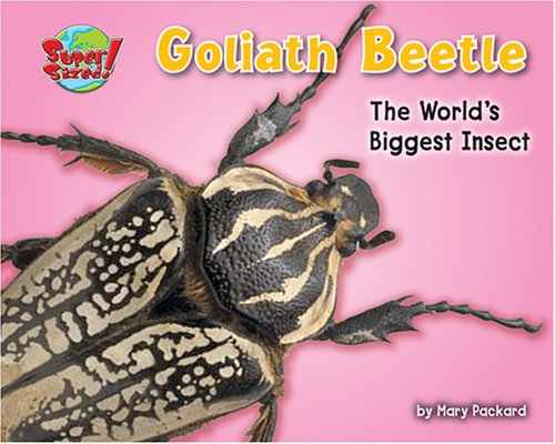 Goliath beetle : one of the world's heaviest insects