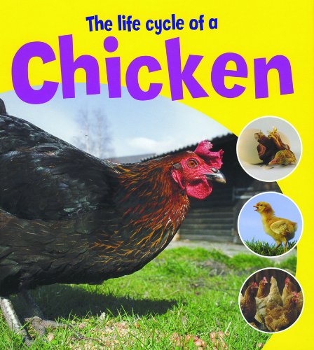 The life cycle of a chicken