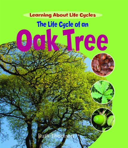 The life cycle of an oak tree
