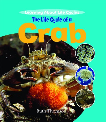 The life cycle of a crab