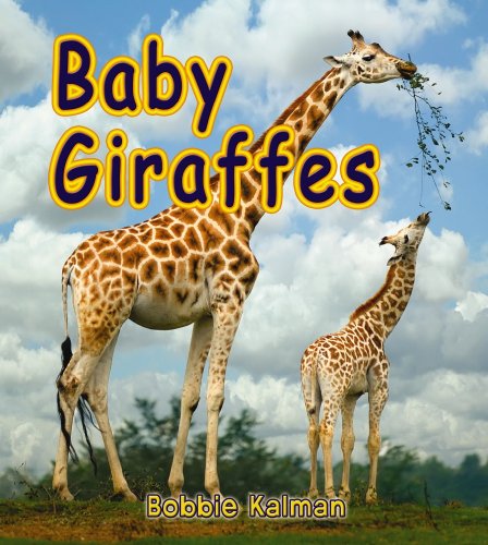 Baby giraffes