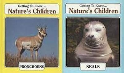 Pronghorns / seals