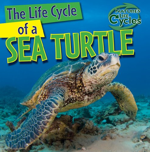 The life cycle of a sea turtle