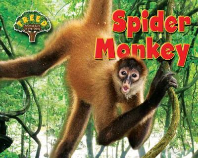 Spider monkey