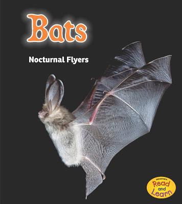 Bats : nocturnal flyers