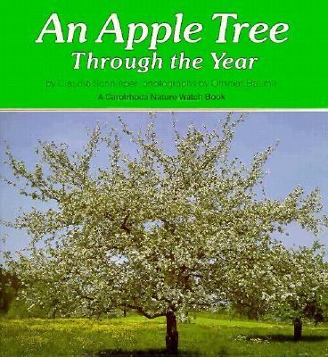 An apple tree through the year