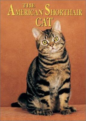 The American shorthair cat