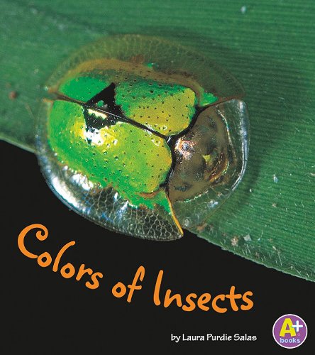 Colors of insects