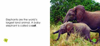 Baby elephants