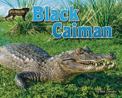 Black caiman