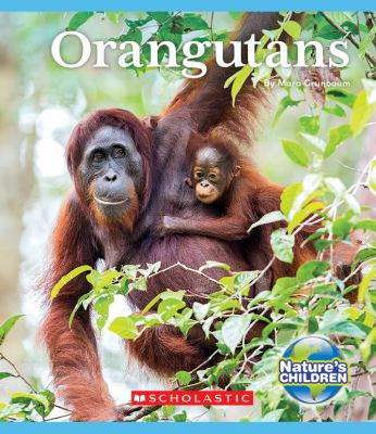 Orangutans