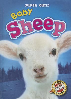 Baby sheep