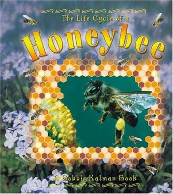 The life cycle of a honeybee