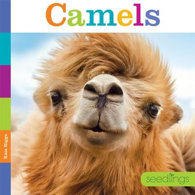 Camels