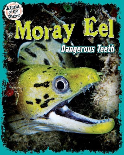Moray eel : dangerous teeth