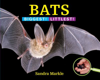 Bats : biggest! littlest!