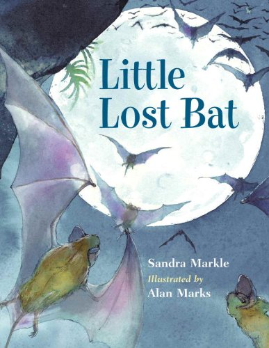 Little lost bat