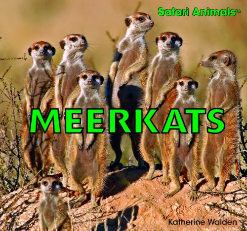 Meerkats