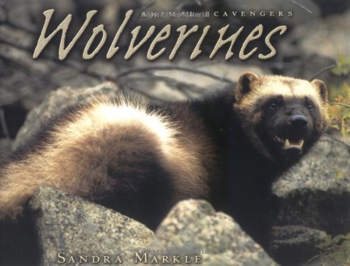 Wolverines