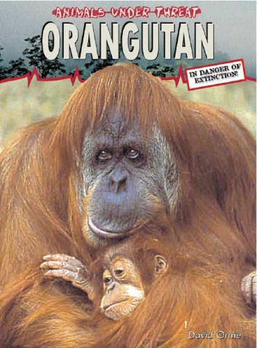 Orangutan : in danger of extinction!