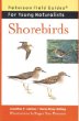 Shorebirds