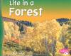 Life in a forest