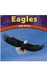 Eagles : birds of prey