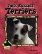 Jack Russell terriers