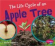 The life cycle of an apple tree