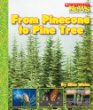 From pinecone to pine tree