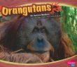 Orangutans