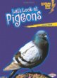 Let's look at pigeons