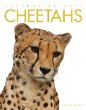 Cheetahs