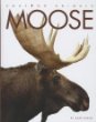 Moose