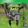 Incredible ants