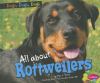 All about rottweilers