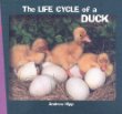 The life cycle of a duck