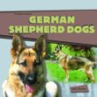 German shepherd dogs