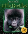 Little gorillas