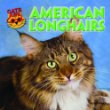 American longhairs