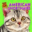 American shorthairs