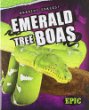 Emerald tree boas