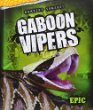Gaboon vipers