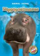 Hippopotamuses