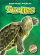 Turtles