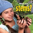 What are stems?