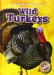 Wild turkeys