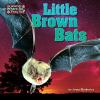 Little brown bats