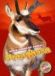 Pronghorn